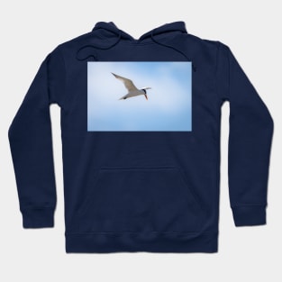 Royal Tern In Flight Hoodie